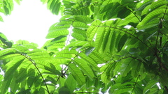 Tachigali panamensis