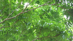 Tachigali panamensis