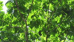 Tachigali panamensis