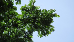 Tachigali panamensis