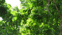 Tachigali panamensis