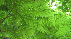 Tachigali panamensis