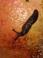 Ambigolimax valentianus