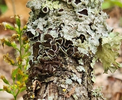 Punctelia bolliana