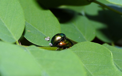 Chrysolinina