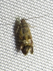 Anacampsis