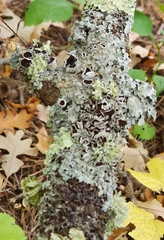 Punctelia bolliana