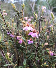 Thomasia petalocalyx