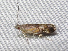 Anacampsis