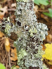 Punctelia bolliana