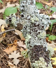 Punctelia bolliana