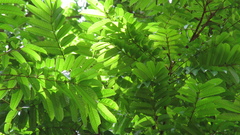 Tachigali panamensis