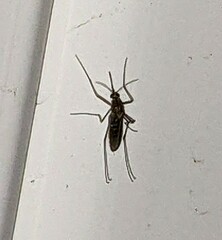 Culex quinquefasciatus