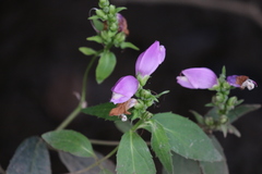 Chelone obliqua