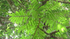 Tachigali panamensis