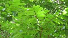 Tachigali panamensis