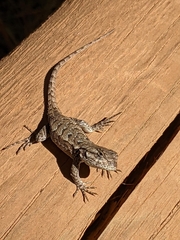 Sceloporus occidentalis occidentalis