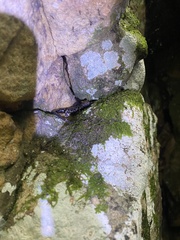 Plethodon petraeus