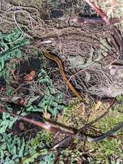 Plethodon vehiculum