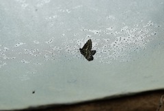 Catasticta semiramis