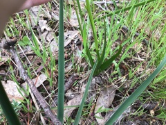 Diuris orientis