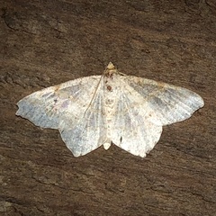 Psamatodes abydata