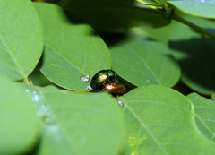 Chrysolinina