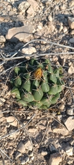 Coryphantha maiz-tablasensis