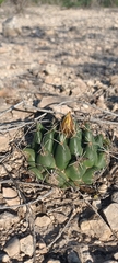 Coryphantha maiz-tablasensis
