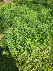Paspalum paniculatum