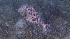 Lactophrys bicaudalis
