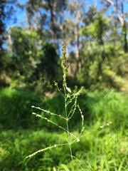 Paspalum paniculatum