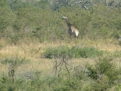 Giraffa camelopardalis giraffa