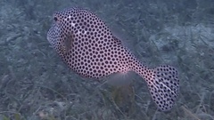 Lactophrys bicaudalis