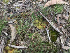 Drosera whittakeri