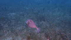 Lactophrys bicaudalis