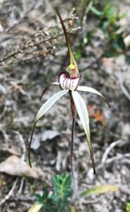 Caladenia venusta