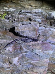 Plethodon petraeus
