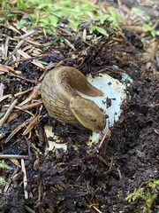 Prophysaon foliolatum