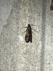 Euzophera semifuneralis