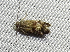 Anacampsis