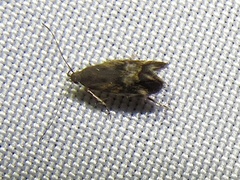 Anacampsis
