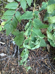 Aceria caliberberis