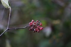 Viburnum nudum