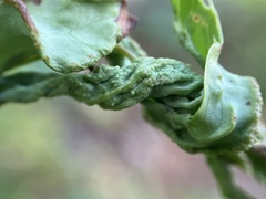Aceria caliberberis