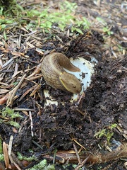 Prophysaon foliolatum
