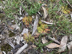Drosera whittakeri