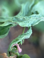 Aceria caliberberis