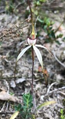 Caladenia venusta