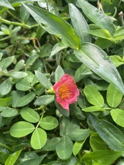 Portulaca umbraticola